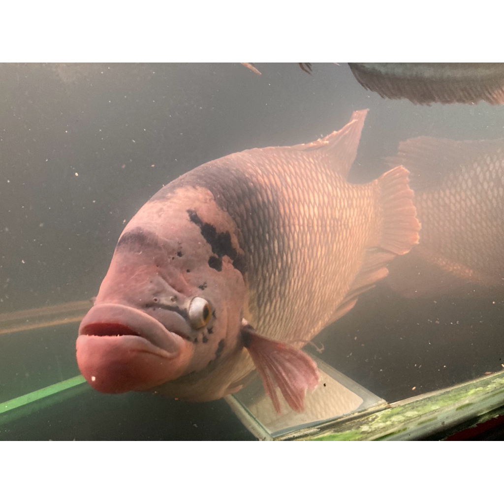 Hiasan ikan gurame soang gurso indukan size 60cm 4-5kg