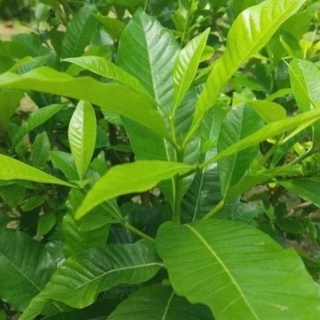 

daun kaca piring langsung petik segar daun cepiring