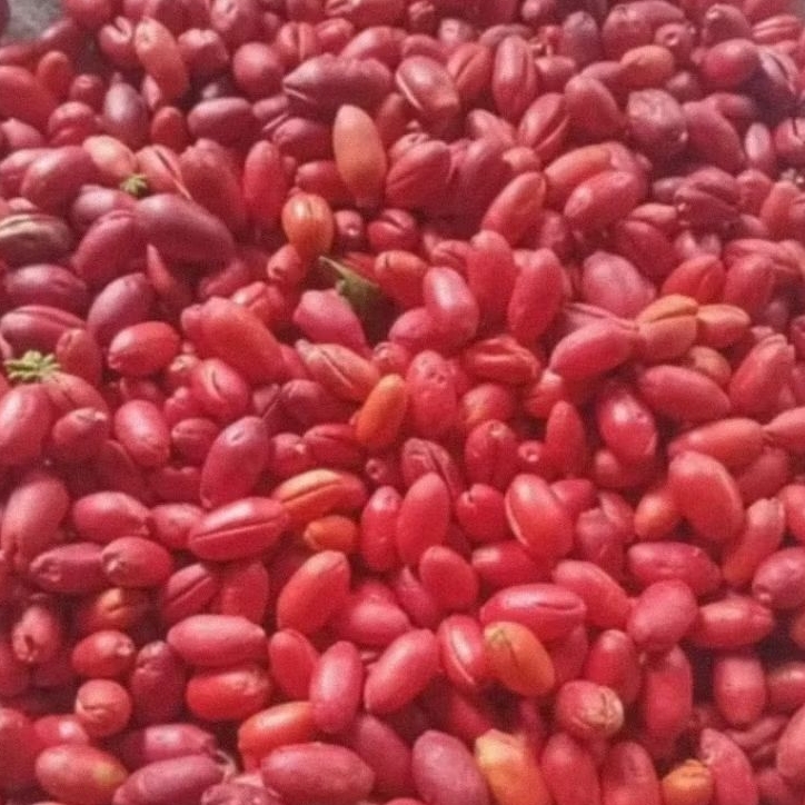 

KULIT MELIJO KILOAN KULIT BUAH MELUJO SEGAR SAYURAN MALINJO MLINJO TANGKIL