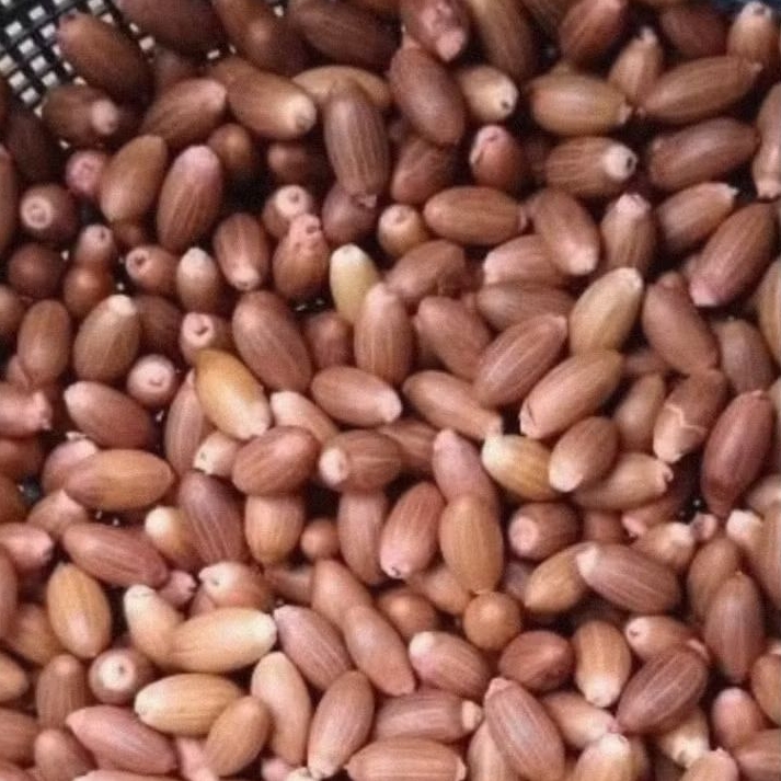 

BIJI MELINJO ECERAN BIJI BUAH MELINJO MURAH MALINJO MLINJO TANGKIL