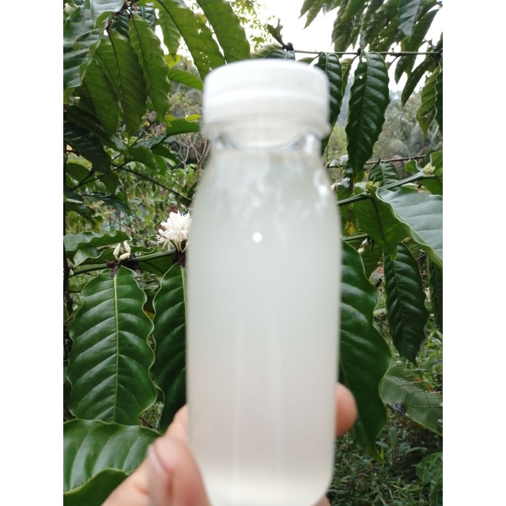 

minyak klentik asli murni tanpa campuran