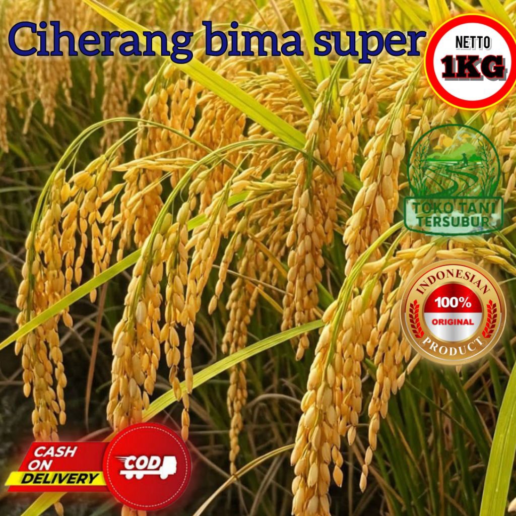 Benih padi ciherang bima kemasan 1 kg kualitas unggul