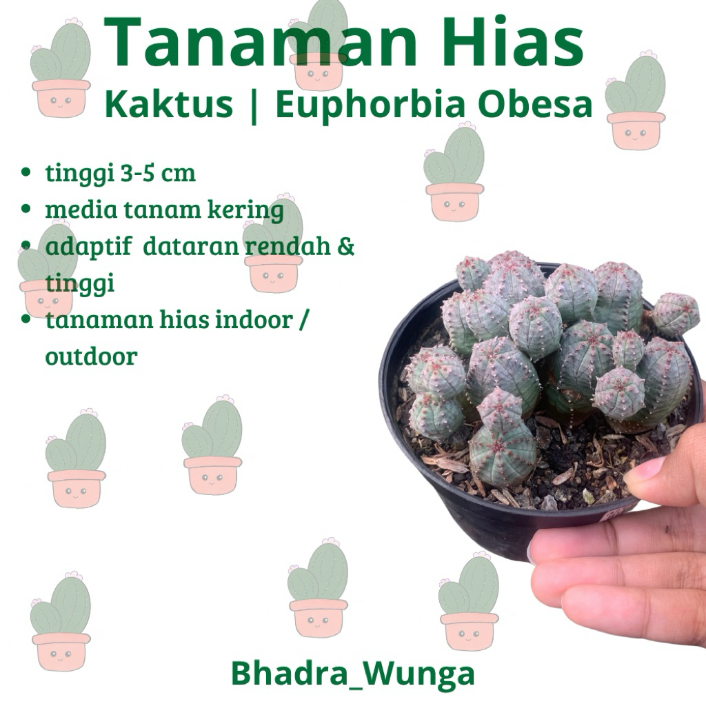 TANAMAN HIAS KAKTUS | Euphorbia Obesa