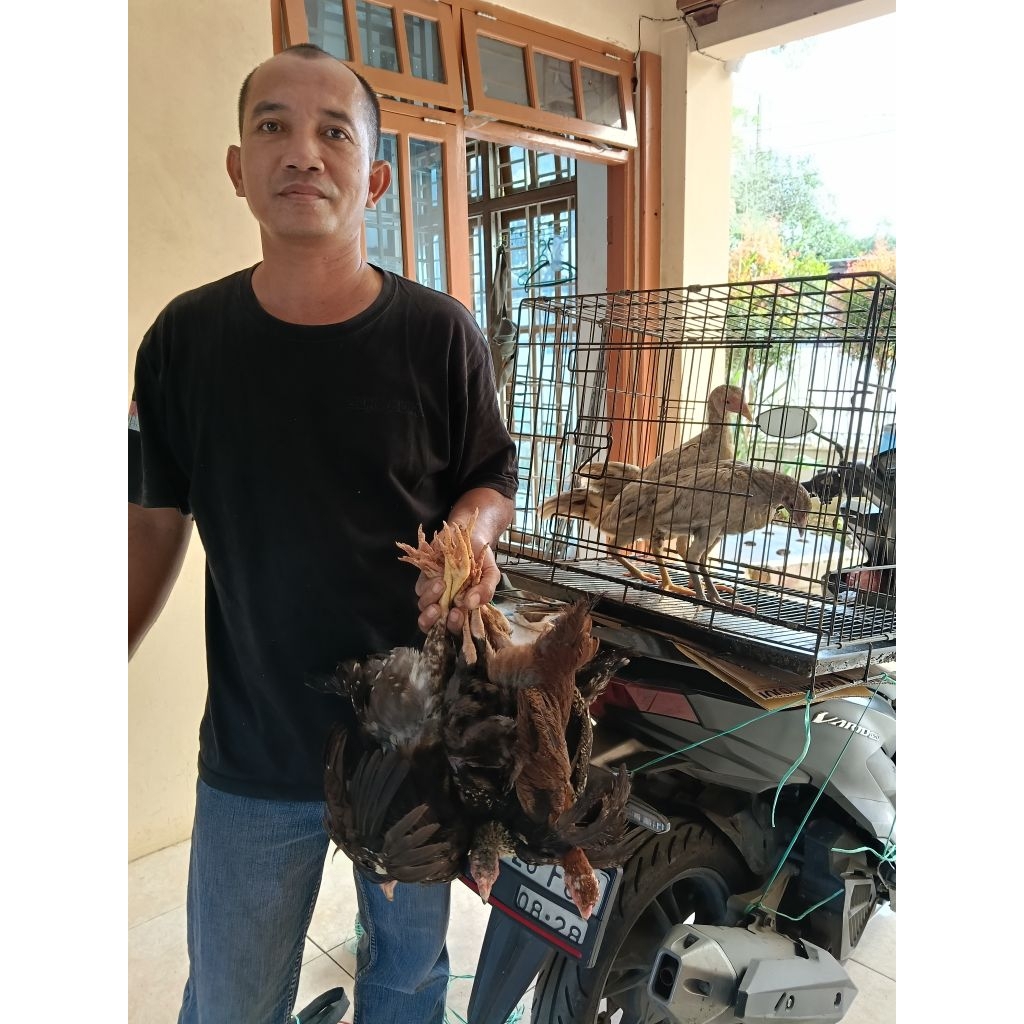 DOC Ayam Kampung KUB2 Galur Murni