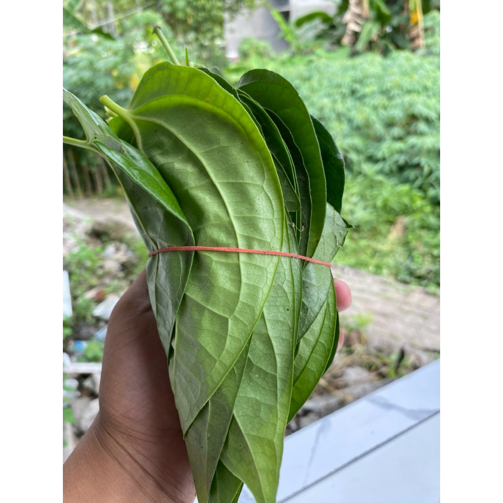 

DAUN SIRIH HIJAU| PERIKAT ISI 50 LEMBAR