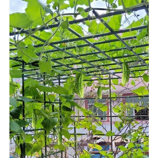 Ajir penyangga tanaman panjang 150cm-Ajir turus penyangga tanaman rambat panjang 150cm-Ajir penyangg