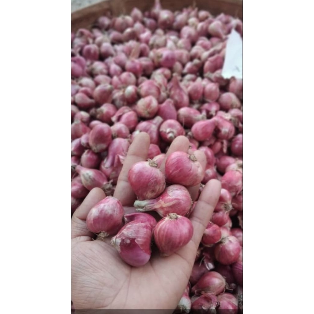 

Bawang Merah Super