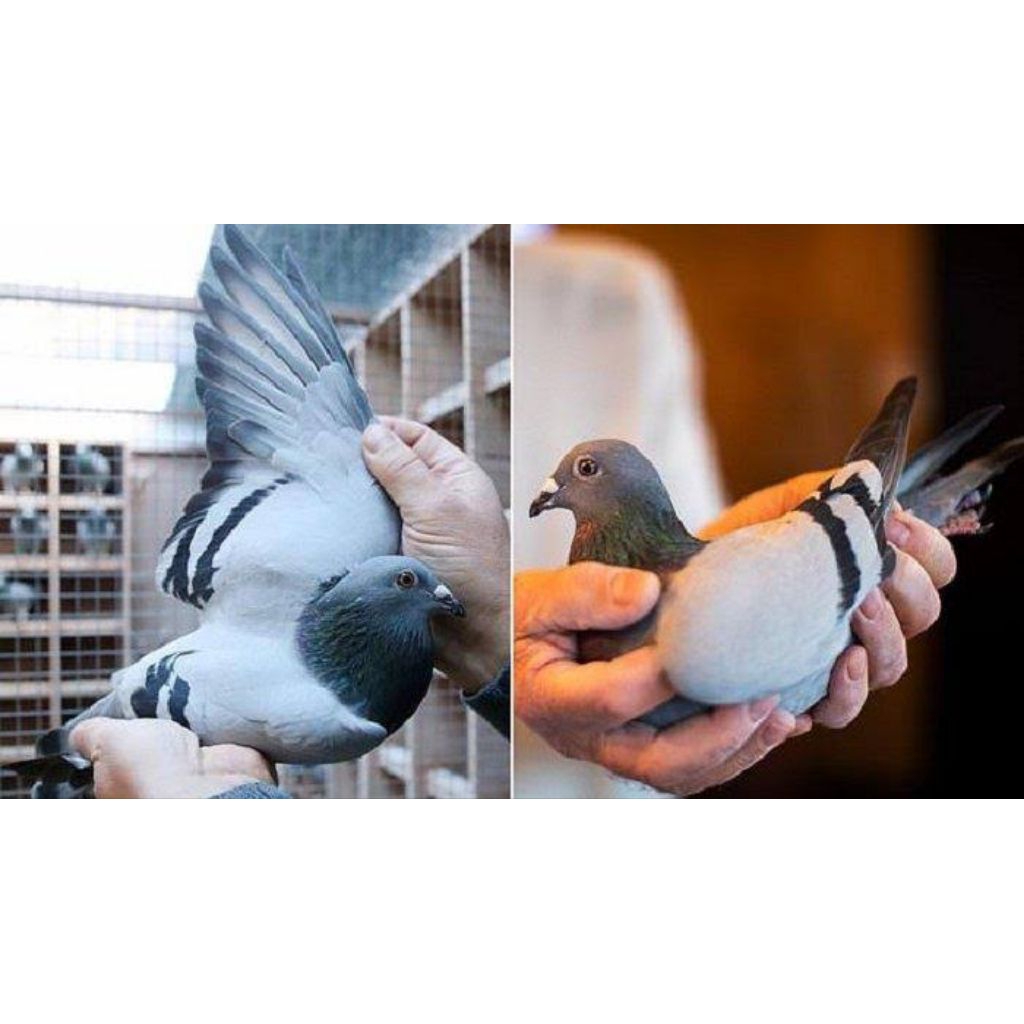 

Telur burung dara balap merpati balap untuk ditetaskan