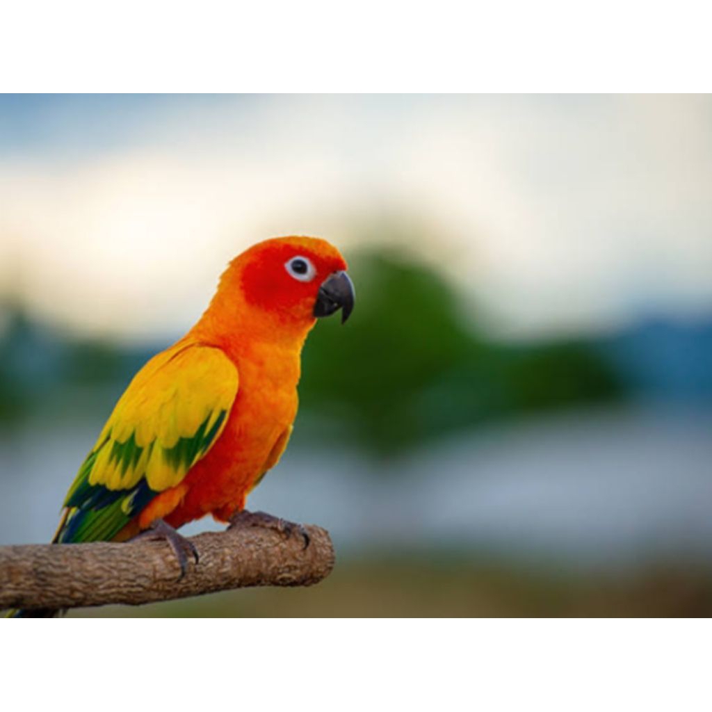 

Telur fertil Nuri siap tetas