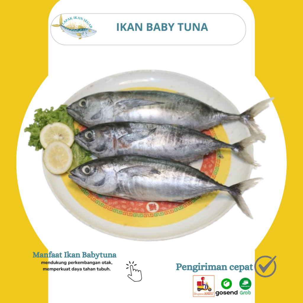 

Ikan Babytuna/ Baby tuna beku 1kg segar