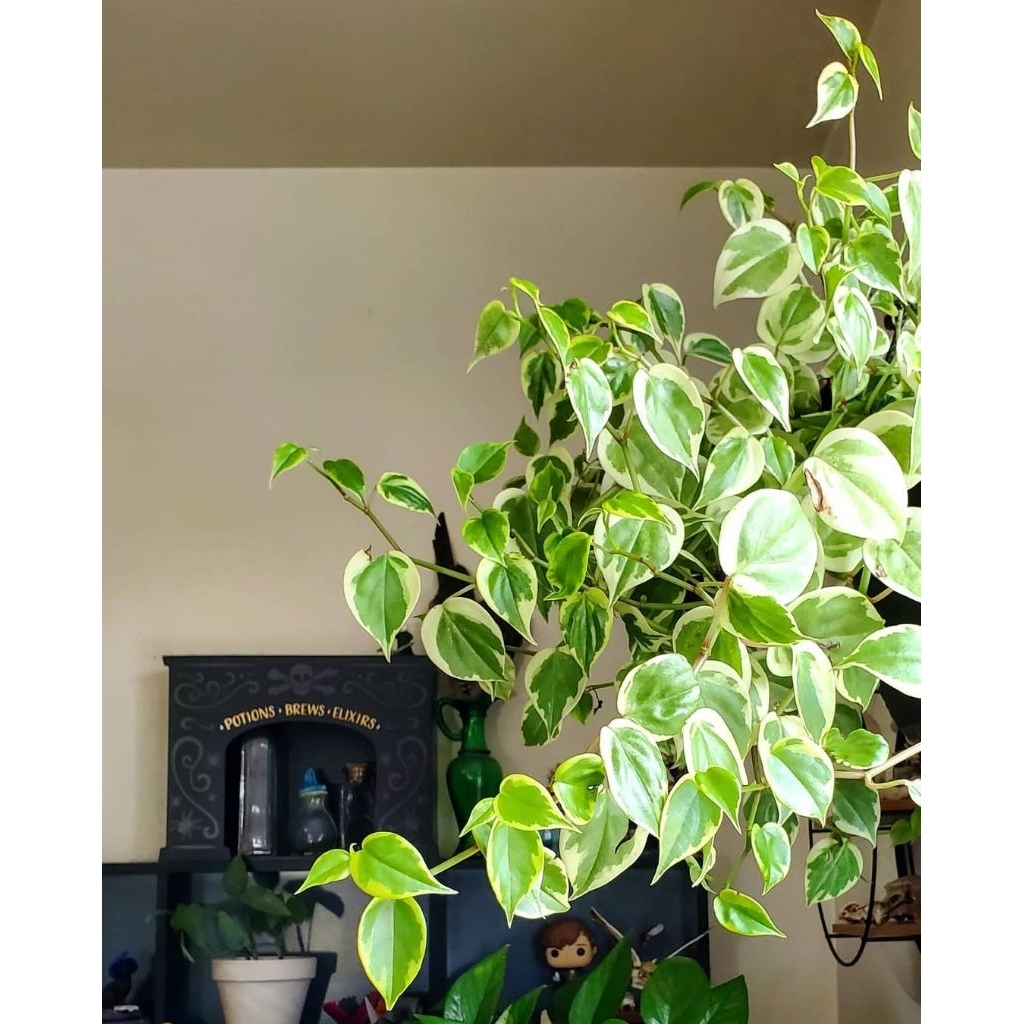 Tanaman hias peperomia scandens variegata - tanaman peperomia variegata - tanaman indoor peperomia