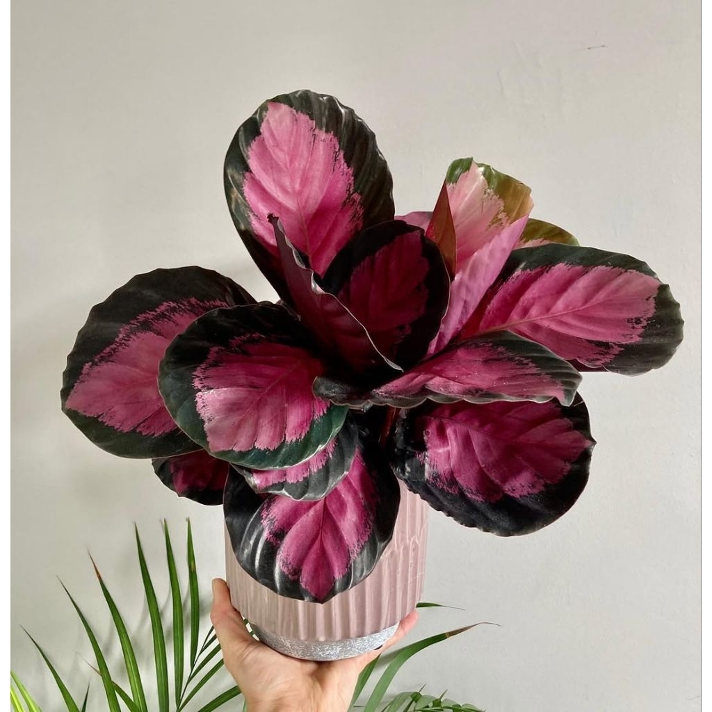 Tanaman hias calathea crimson - tanaman calathea pink crimson - tanaman indoor calathea crimson