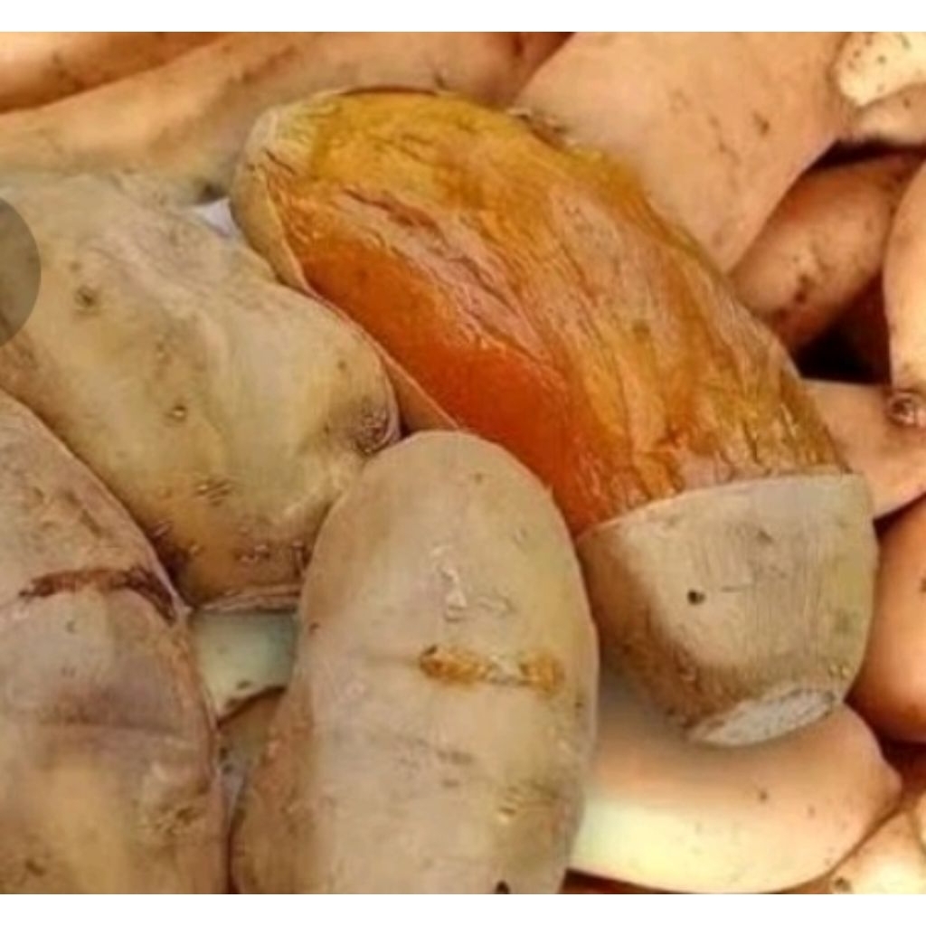 

1 Kg Ubi Madu Asli Cilembu Mateng Super Besar Besar