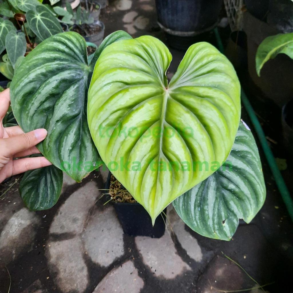 Philodendron Plowmanii Round Form
