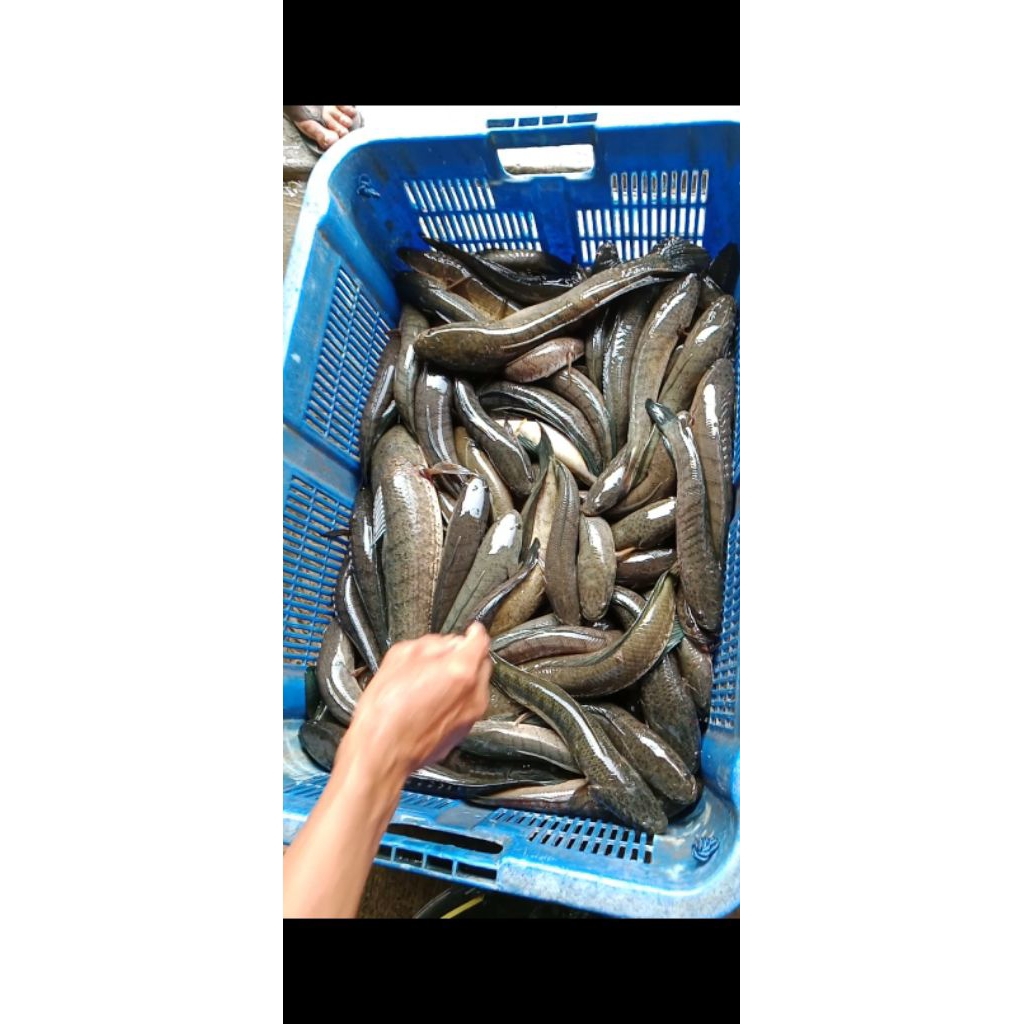 

IkanGabusSegarPakDeka1KG