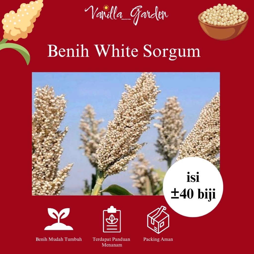 Benih Sorgum Putih White Sorgum