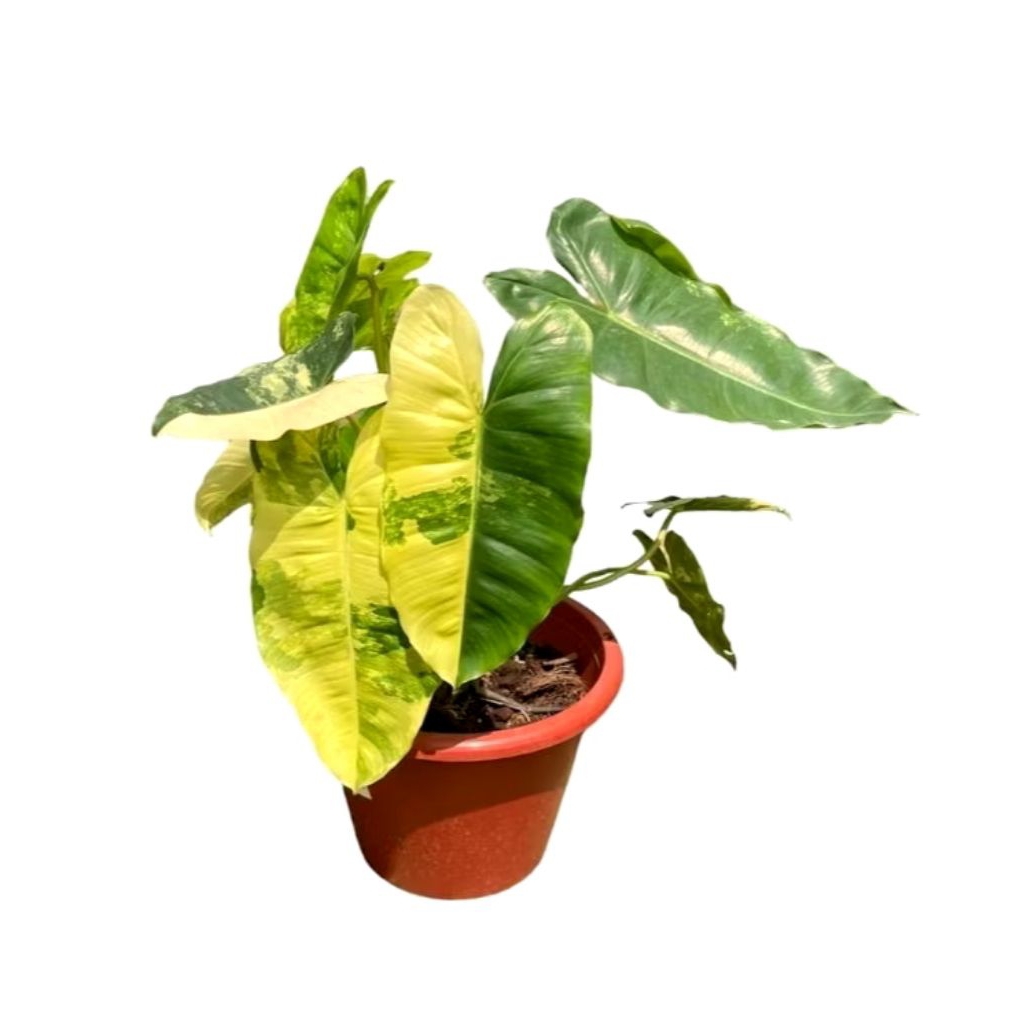 ( BISA COD ) Tanaman hias philodendron burle marx varigata - Tanaman hias philodendron burle marx va