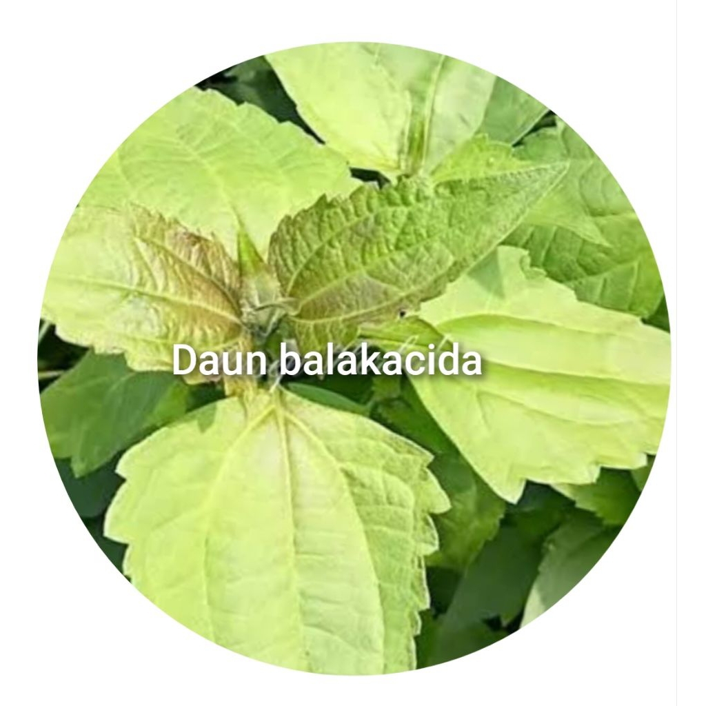

Daun balakacida/kemerdekaan/kerinyuh