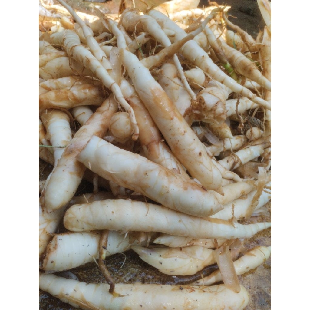 

umbi Garut segar 1kg