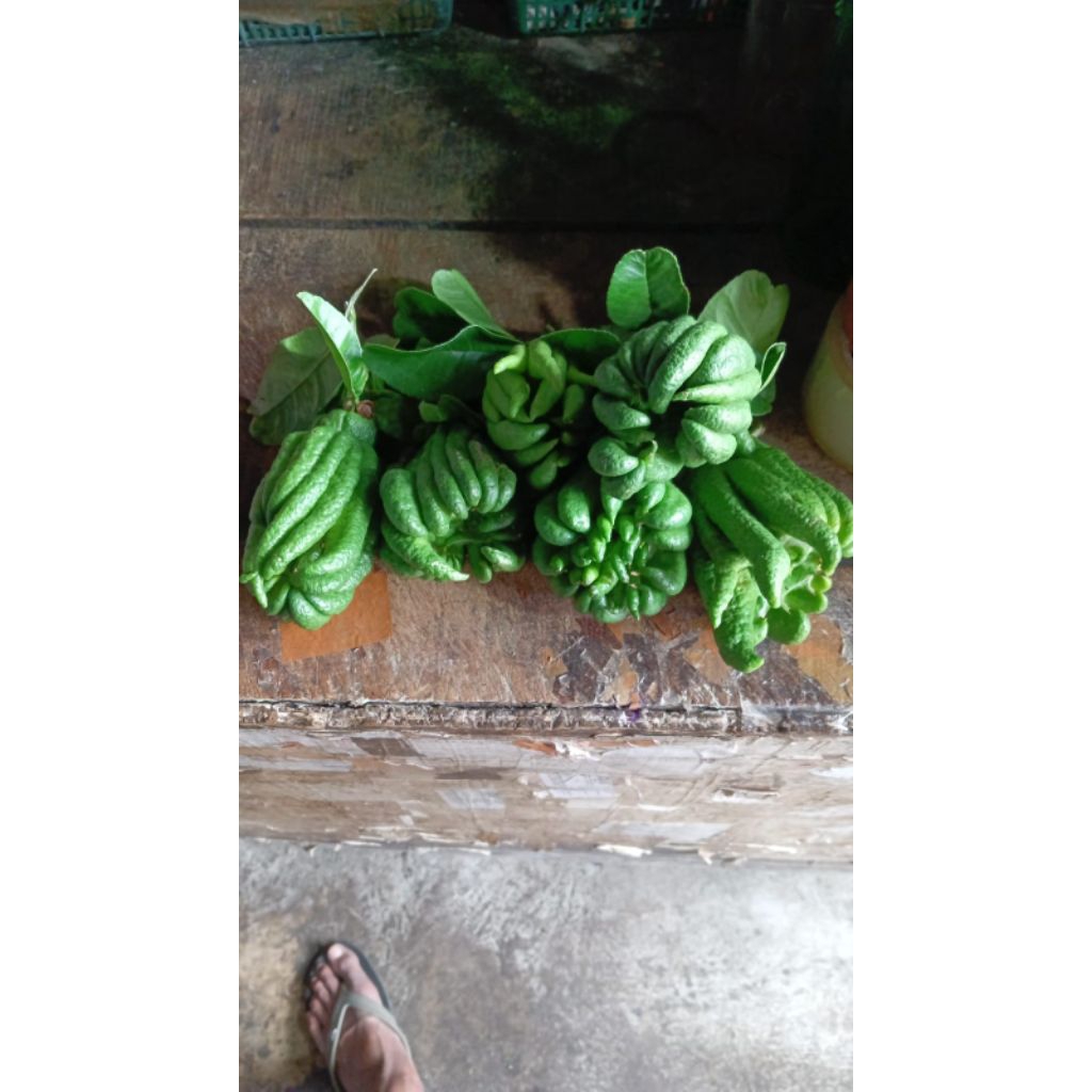 

Jeruk Kuku Harimau Super Segar