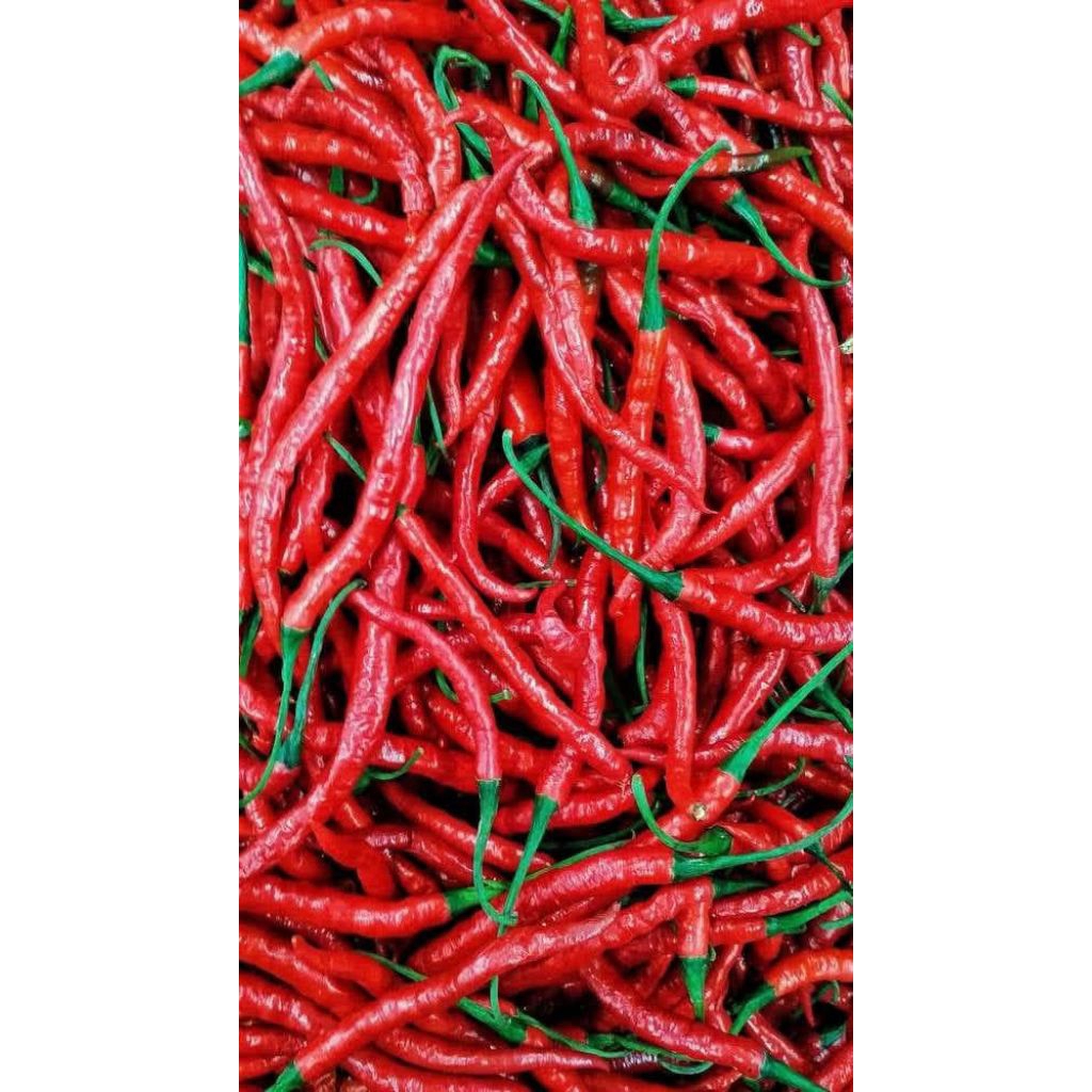 

Cabai merah kriting 1kg