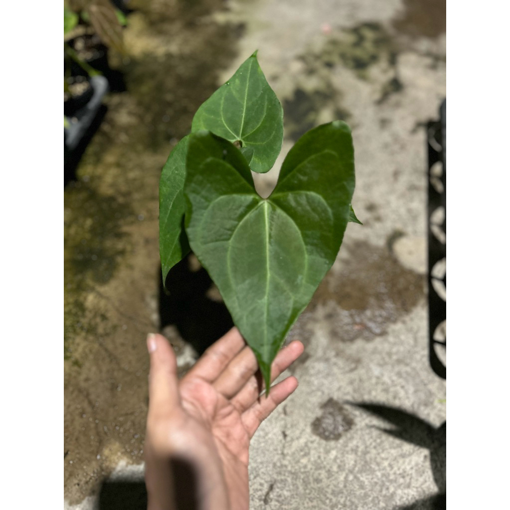 anthurium beriozabalense x clarinervium