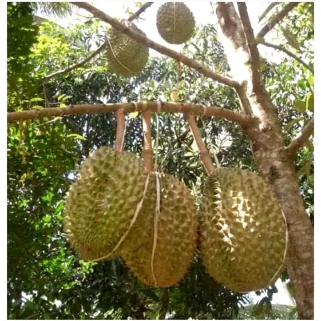 bibit durian musangking kaki 3 super okulasi