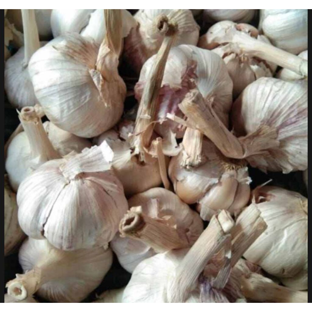 

BAWANG PUTIH SINCO KOTOR KEMASAN 1Kg