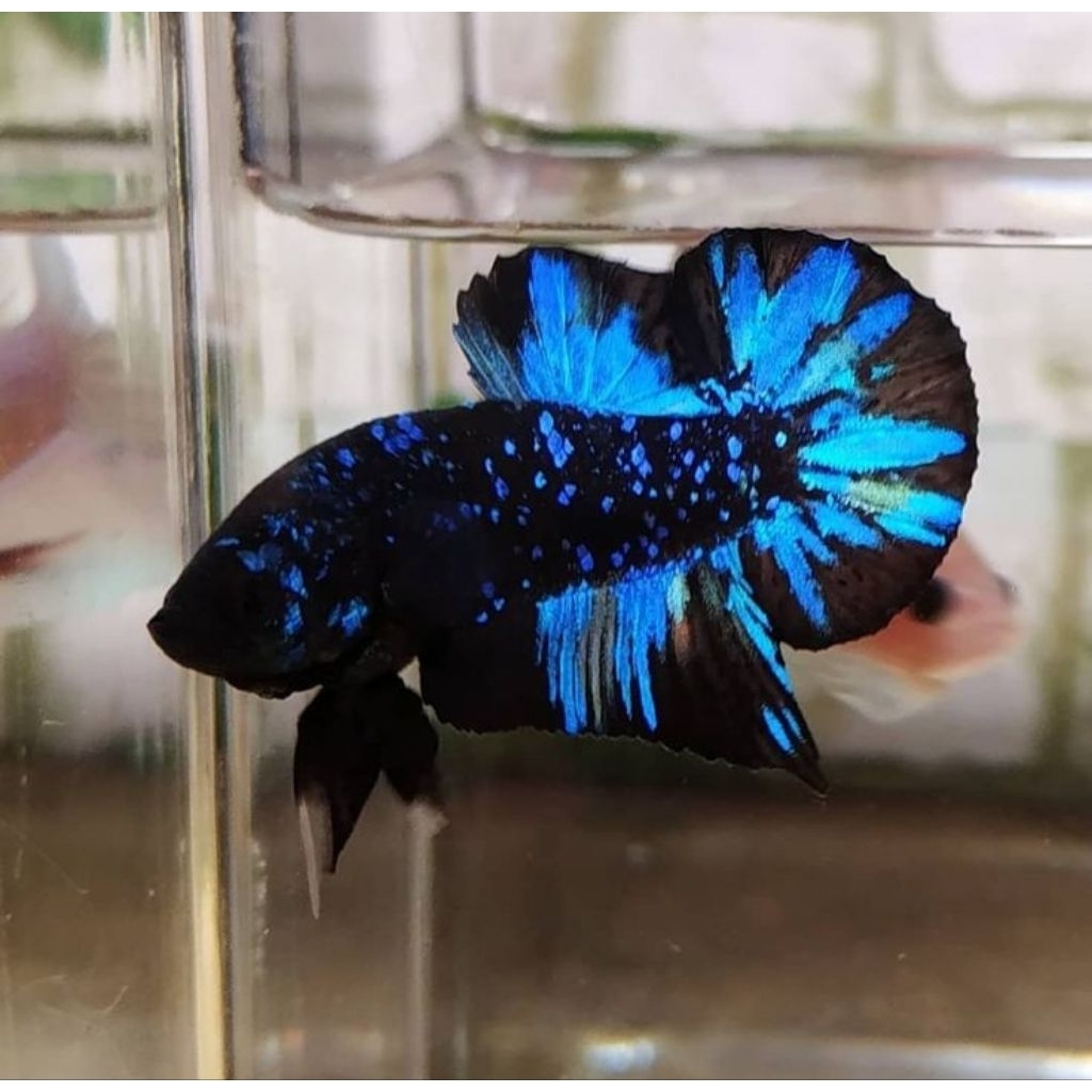 Avatar Gordon Male Cupang Plakat Avatar Gordon TopGrade