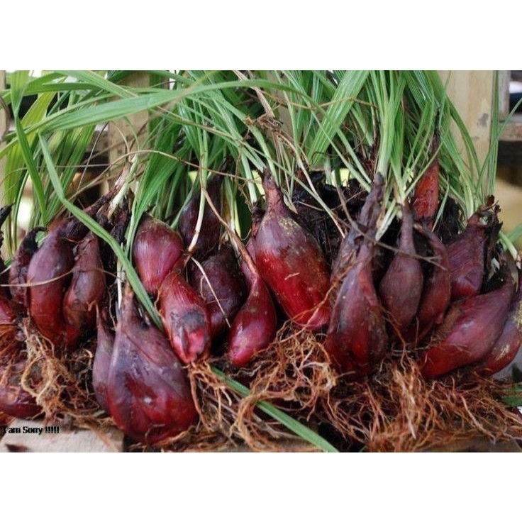 

Bawang Dayak segar organik langsung dari kebun 250 gram-az