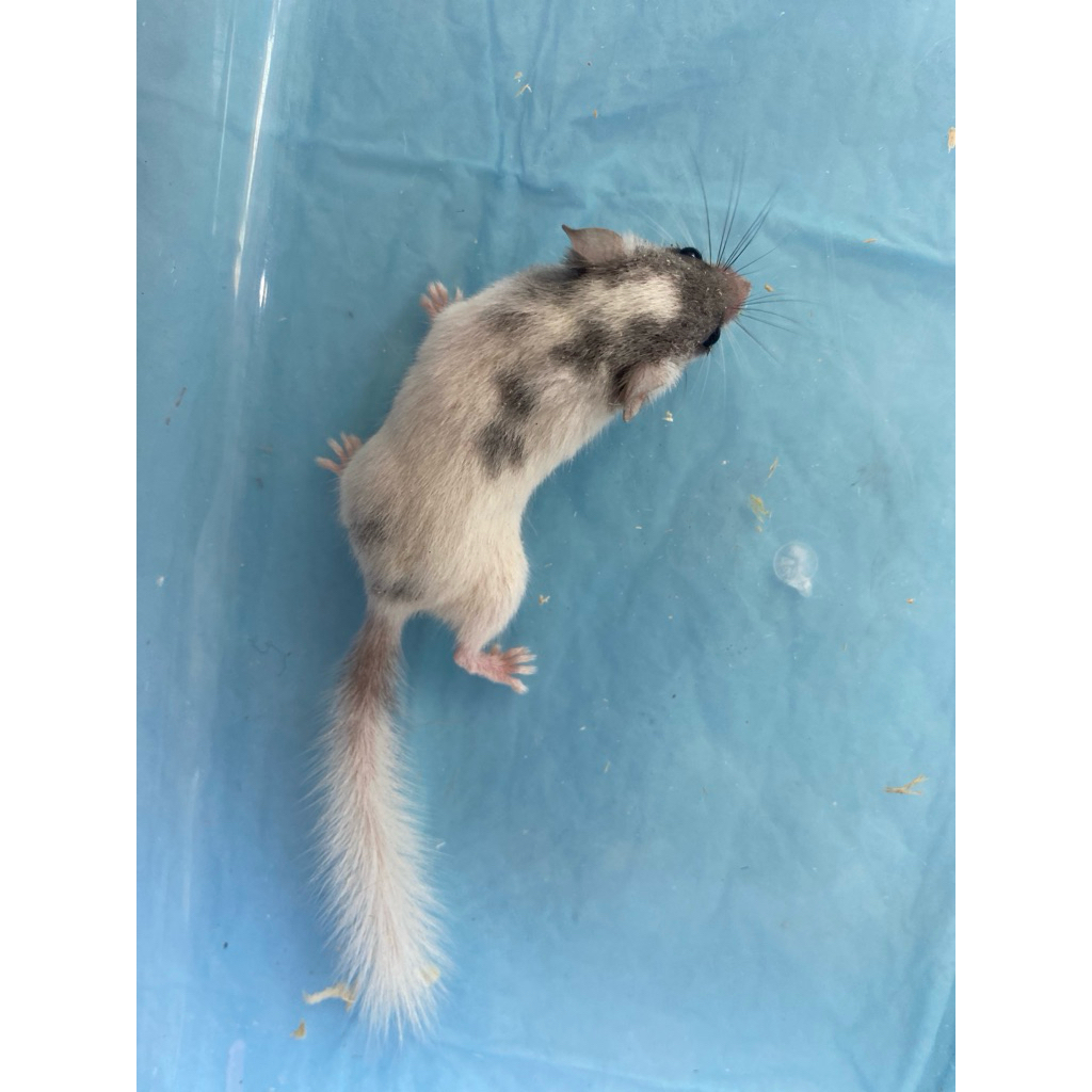 AFRICAN PYGMY DORMICE SNOW