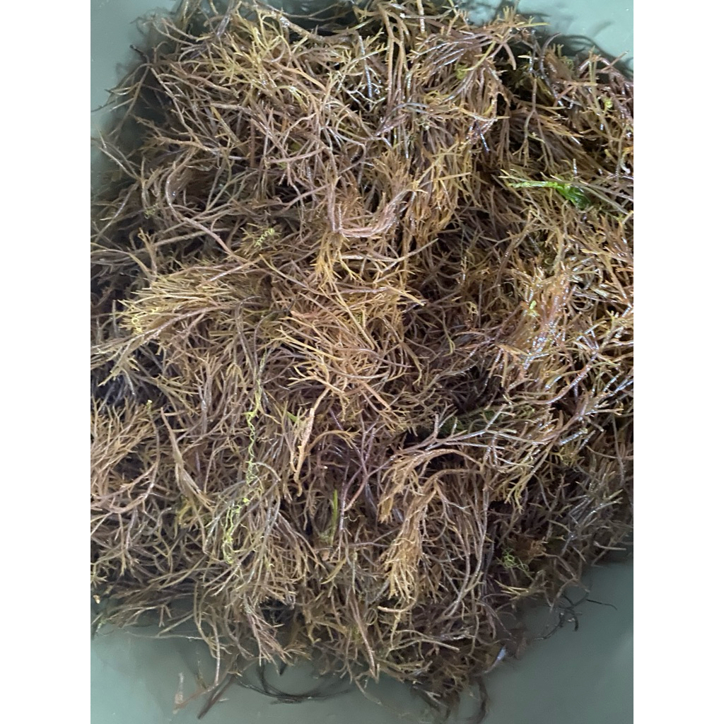 

Rumput laut atau ramokasang