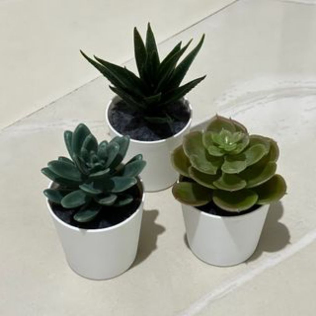 PROMO paket hemat 3jenis Kaktus sukulen/kaktus mini Free pot