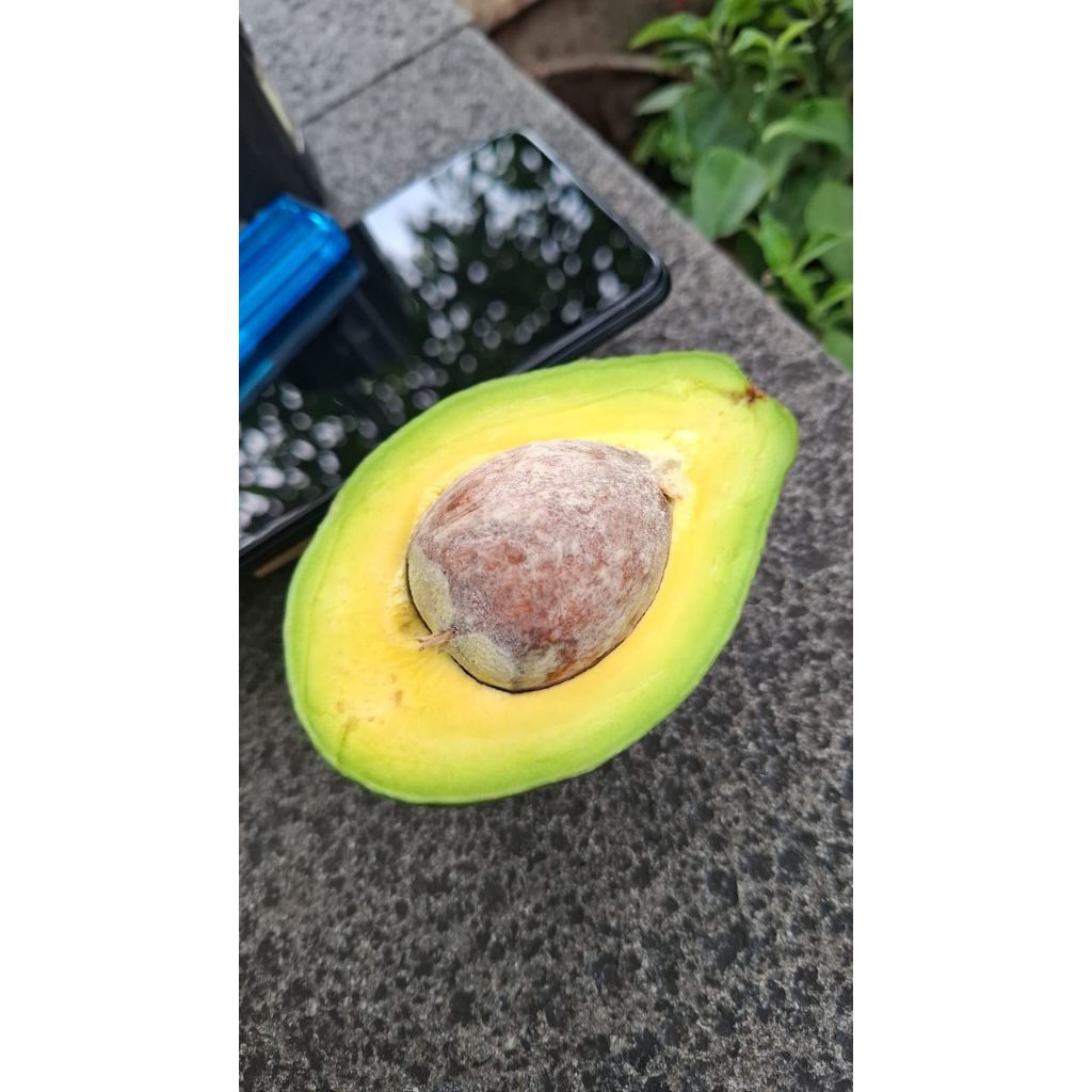 

ALPUKAT MENTEGA/GROSIR/ISI 3-4 DOMINAN 4/FRESH/DIKIRIM MENTAH