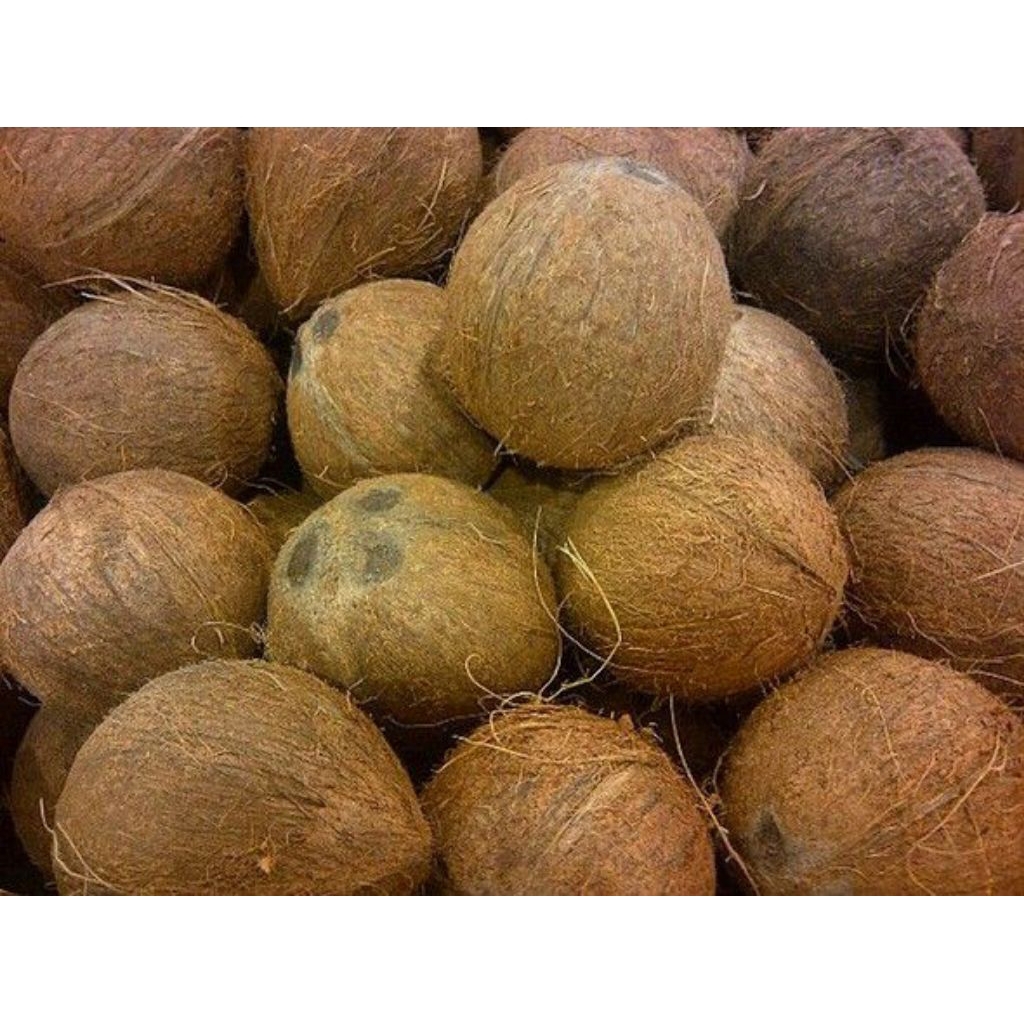 

Kelapa Tua Bahan Santan Sudah Dikupas Berat 1kg-8kg