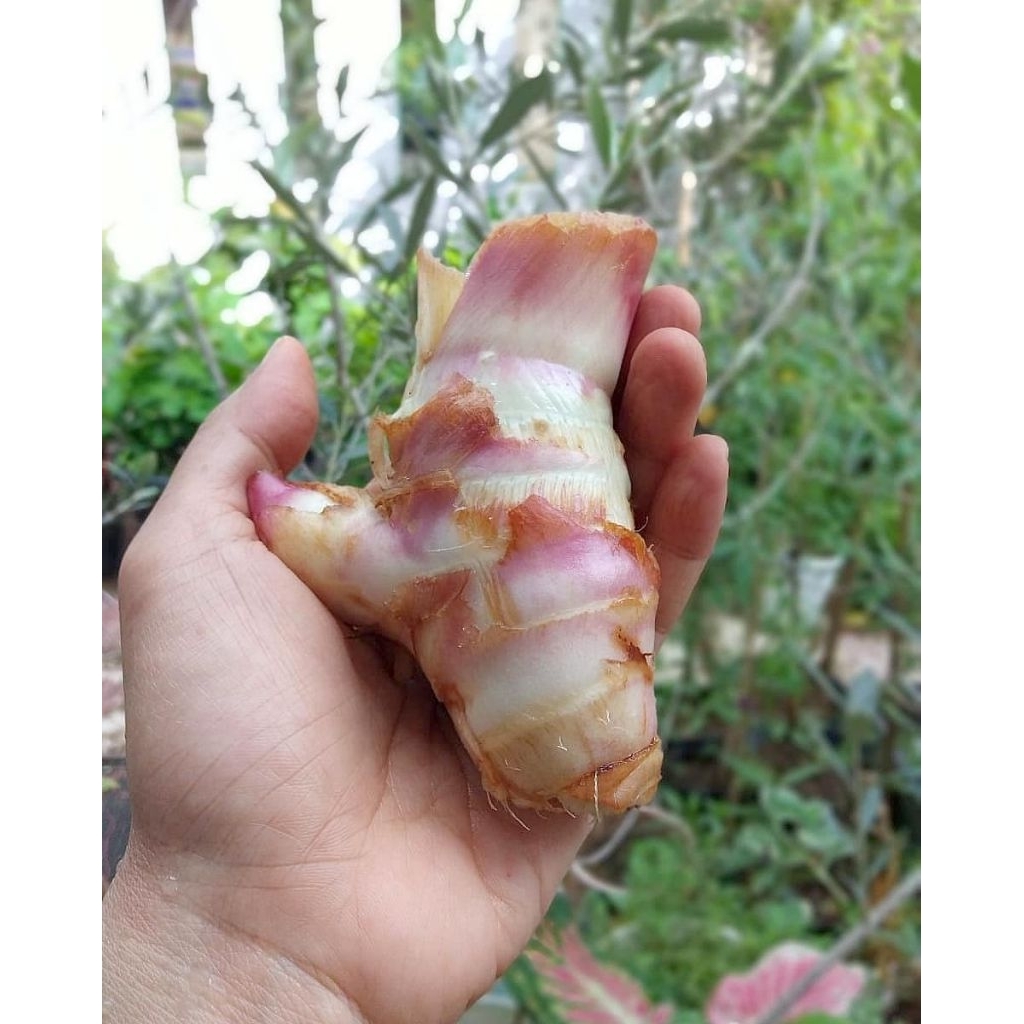 

Umbi Ganyong Muria pulen manis 1kg – Umbi Sehat Alami, Kaya Serat & Gizi Tradisional Nusantara, maknan jadul, langka