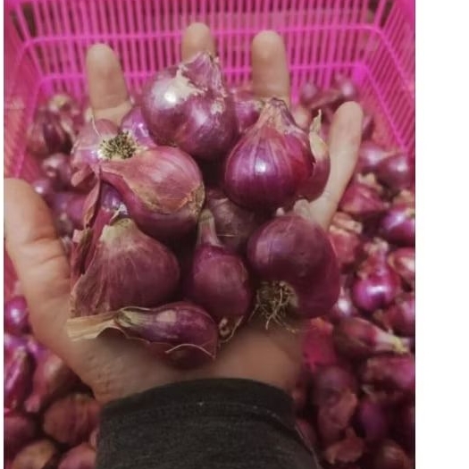 

Brambang KeringSuper