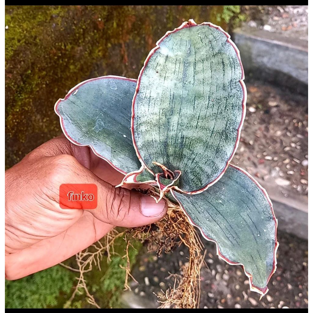 sansevieria sp. mafinga, 'aff. silver blue/black silver', Tanzania.