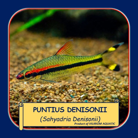 IKAN HIAS AIR TAWAR - PUNTIUS DENISONI / DENISON BARB (IKAN AQUASCAPE)