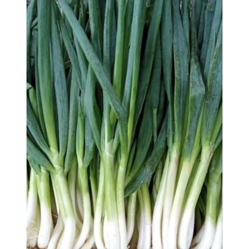 

bawang daun segar 100g,250g,500g