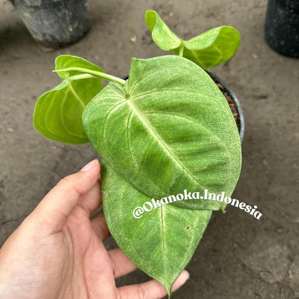 paket syngonium frosted heart & red arrow