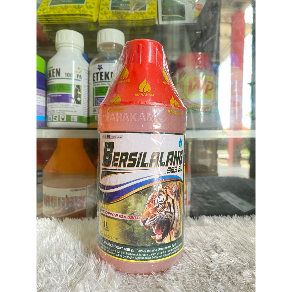 Bersilalang 559 SL Free GrandAlly
