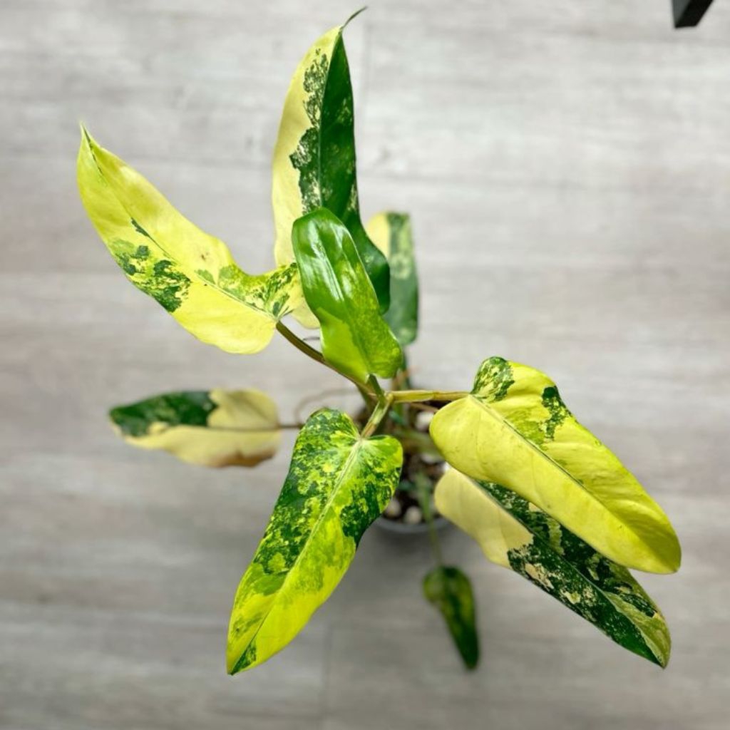 philodendron domesticum varigata