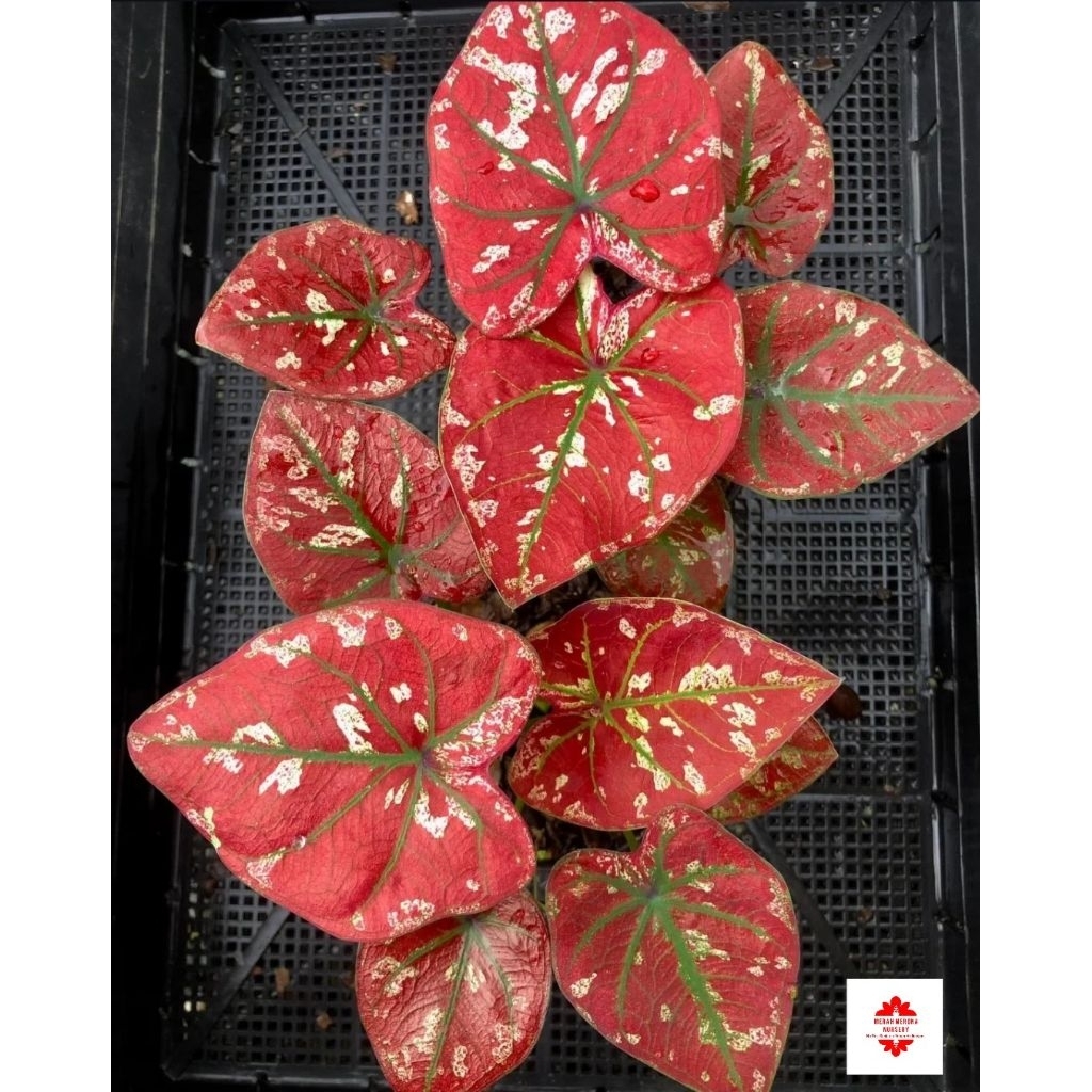 Tanaman Hias Caladium Merah Putih hybrid