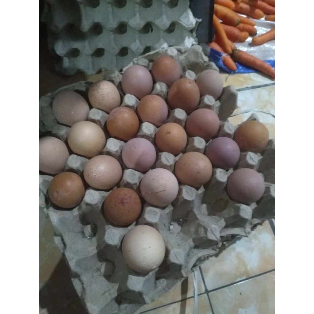 

Telur Fresh