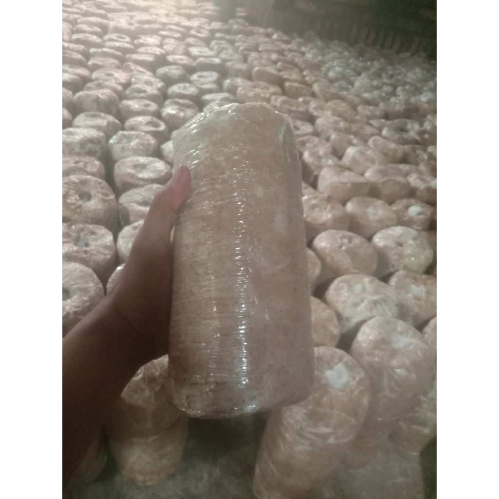 

bibit f2 jamur tiram putih