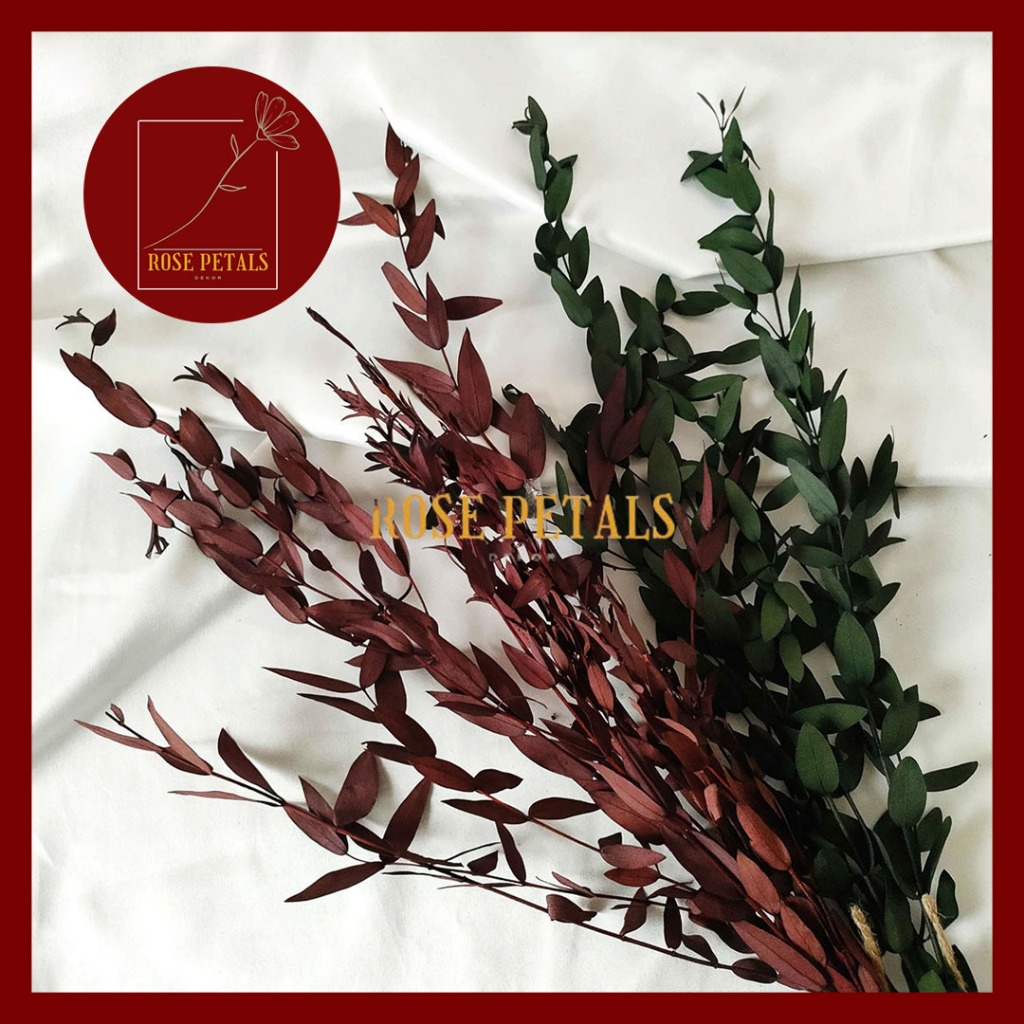 Preserved Gunni Eucalyptus Daun Kering Dekorasi Rumah