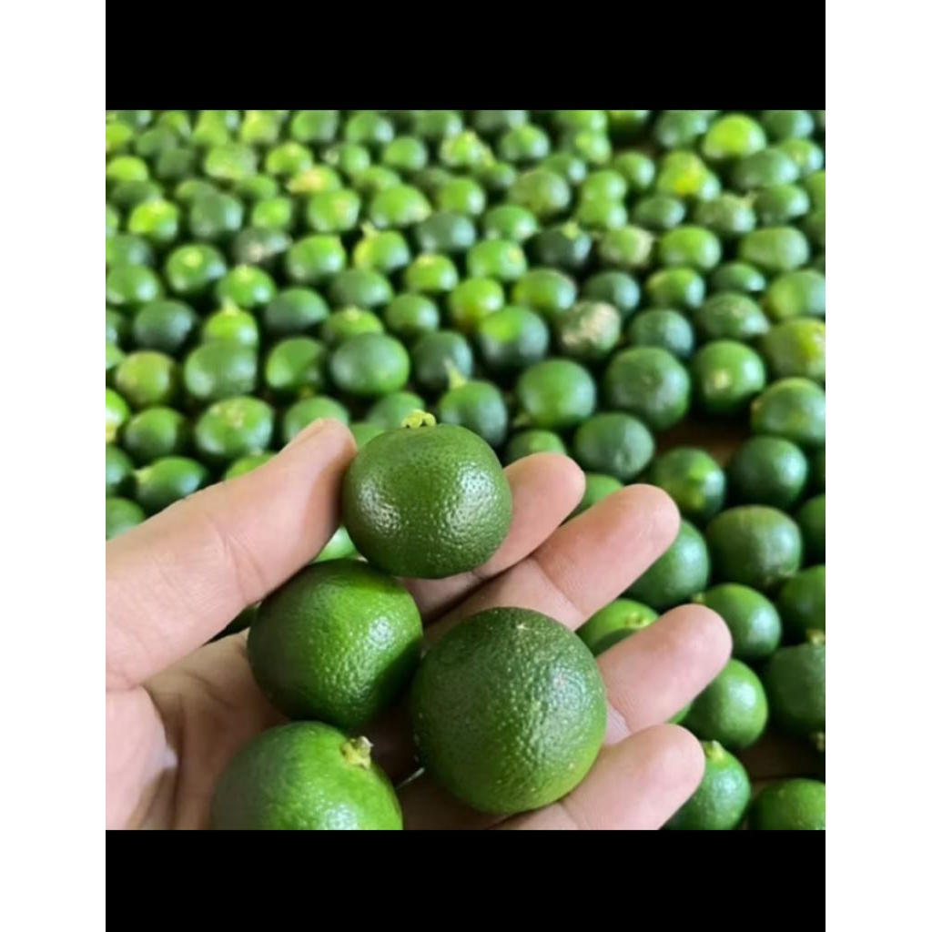 

jeruk limo jeruk baso aci ukuran kecil 1kg fresh dipetik langsung dari petani