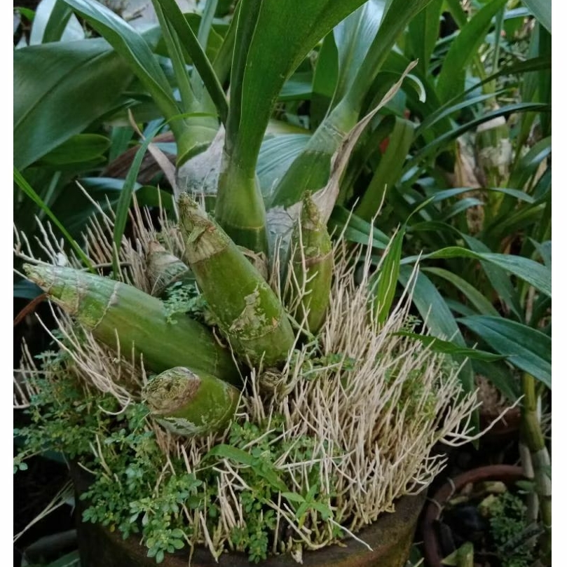 Anggrek Gramma Scriptum Sp Sulawesi