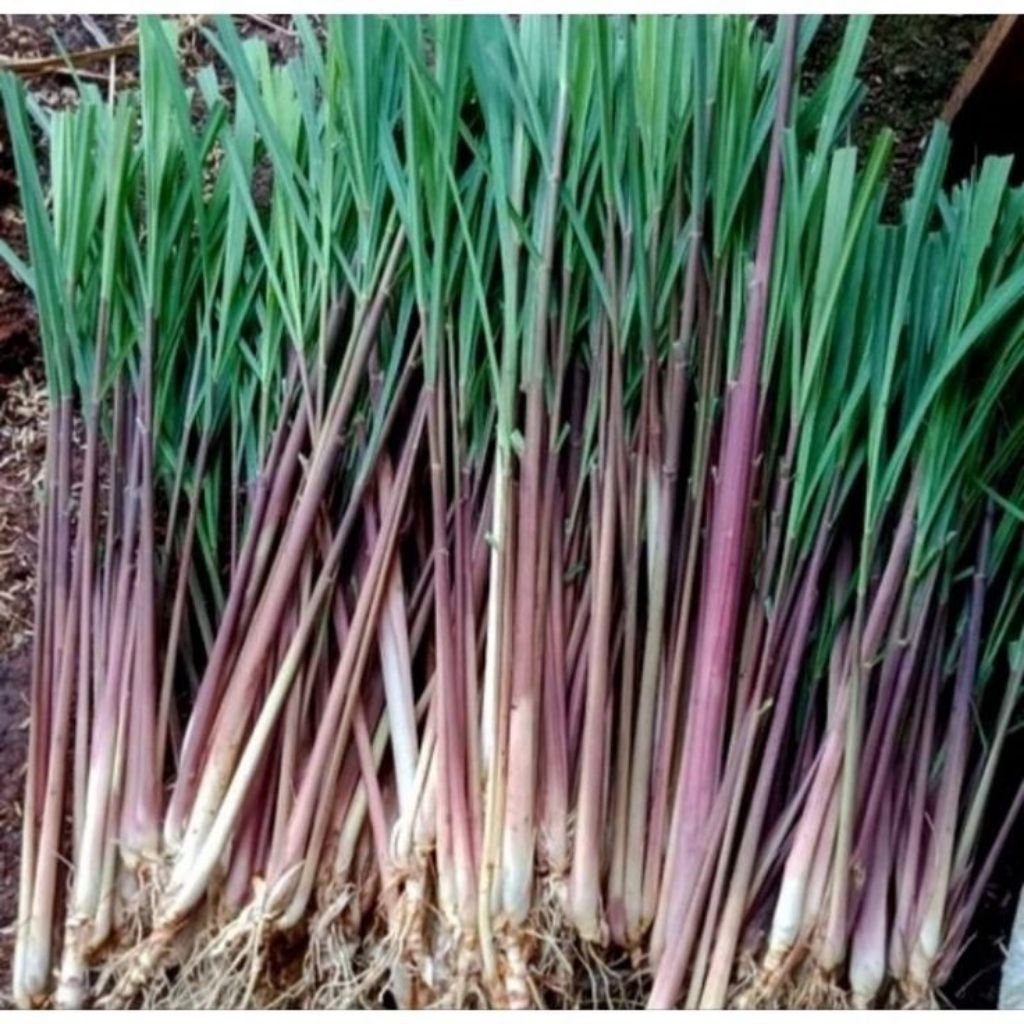 

MURAH!! Tanaman Sereh merah / sereh wangi terlaris